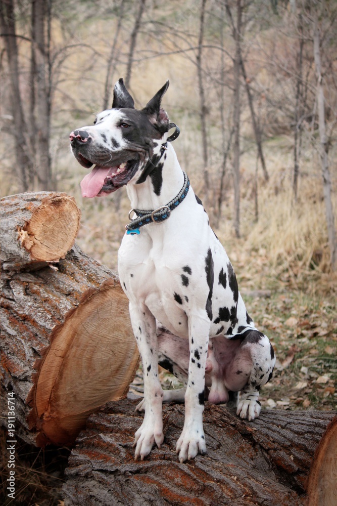 Regal Great Dane