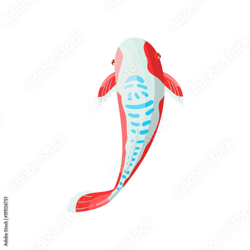 Shusui Carp Koi fish, traditional sacred Japanese fish vector Illustration photo
