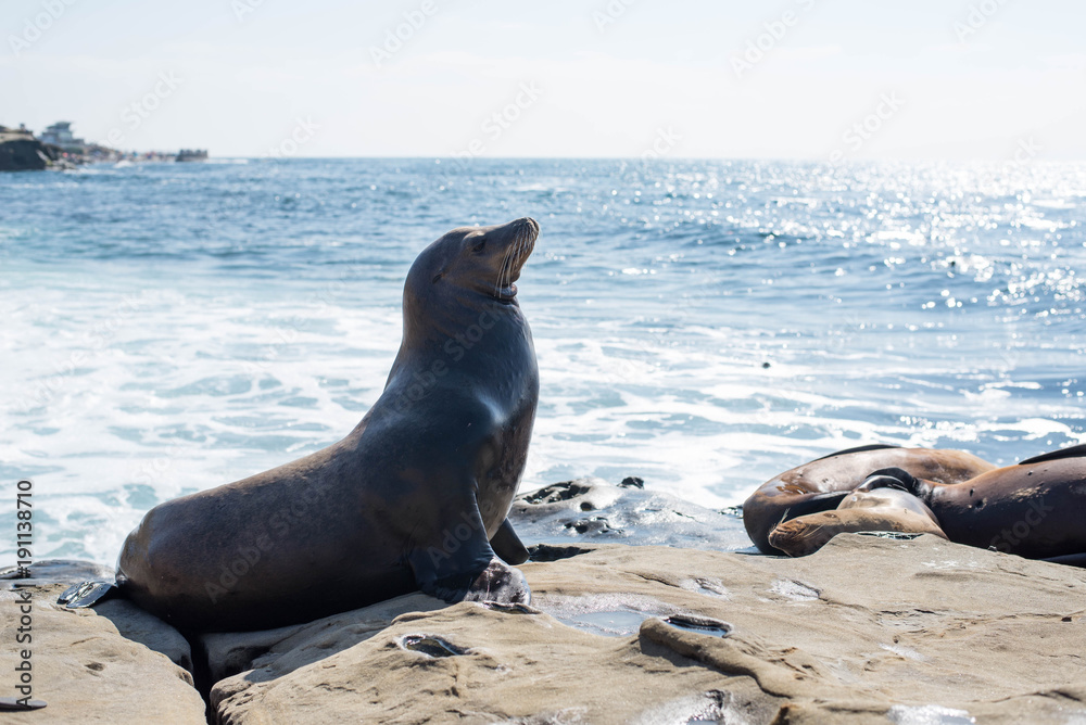 Fototapeta premium Sea lion Poses on the rock near La Jolla Cove.