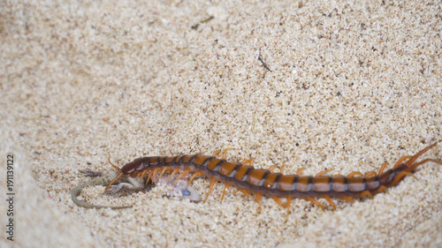 Giant skolopendra, centiped on a sandy beach eating a gecko. Giant red Centipede dangerous animal. Bali, Indonesia.
