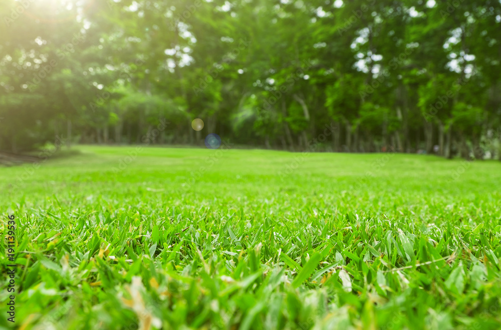 Naklejka premium Zamyka w górę zielonej trawy pola z drzewnym plamy parka tłem, wiosną i lata pojęciem