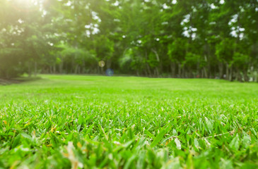 Close up green grass field with tree blur park background,Spring and summer concept