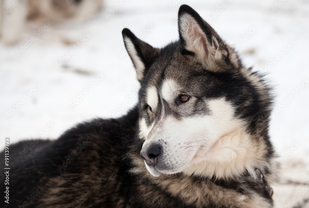 cute husky portrait with blue eyes in the snow