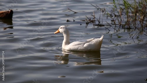 Ducks are swimming in the pond At the park. Duck is swimming for food in the morning.