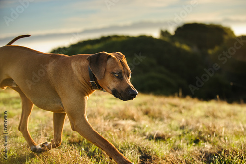 Rhodesian Ridgeback dog outdoor portrait walking through field