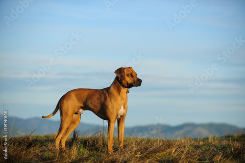Obraz na plátně Rhodesian Ridgeback dog outdoor portrait in beautiful field overlooking other mo