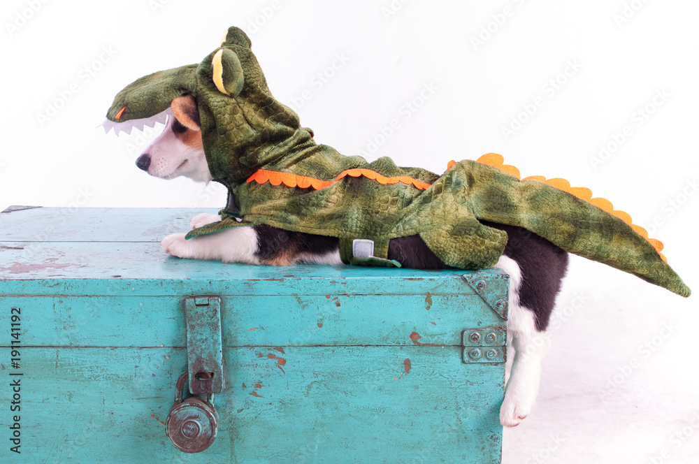 Cute corgi dog cosplay wearing crocodile costume on christmas Stock Photo |  Adobe Stock