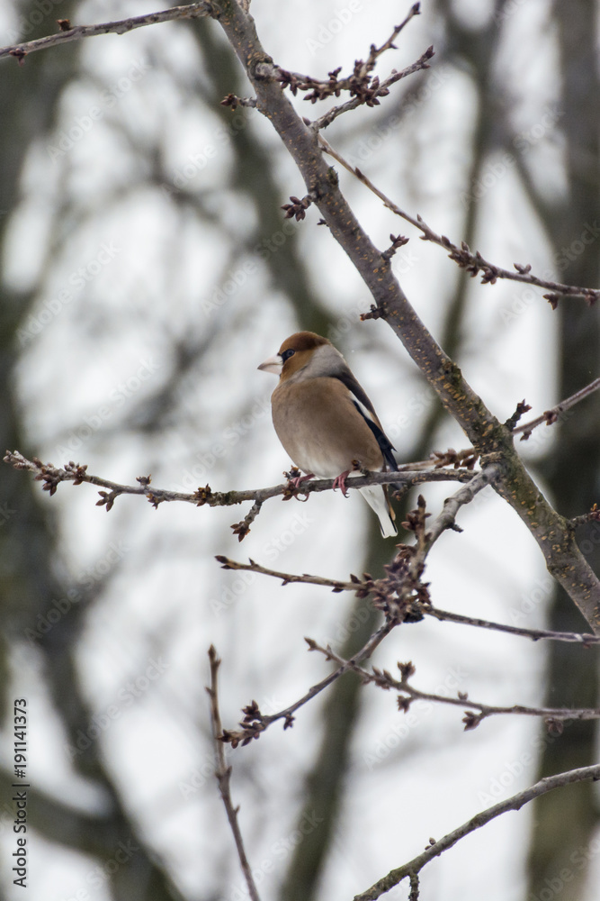Thick-billed thrush sitting on a twig. Thick-billed thrush sitting on a twig.