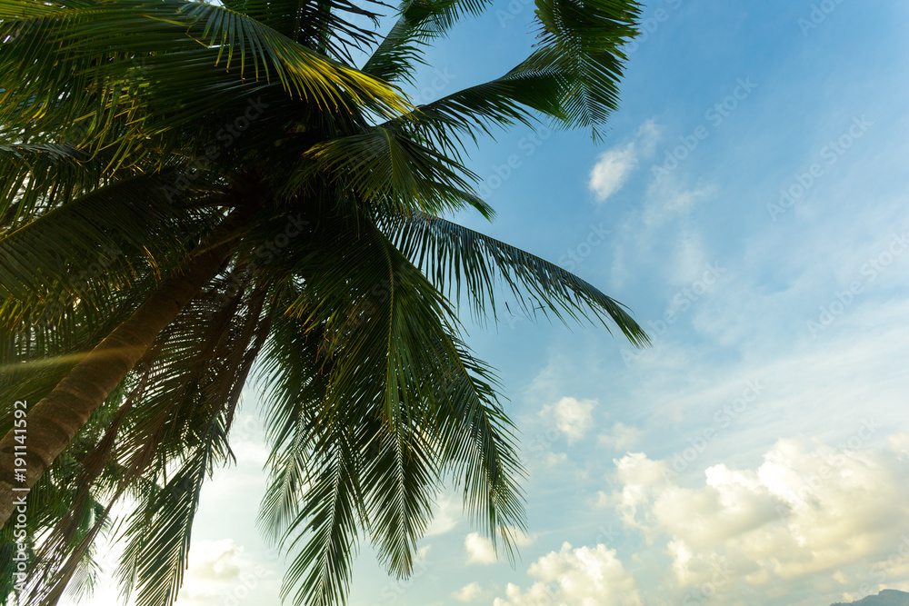 Fototapeta palmy kokosowe na tle nieba