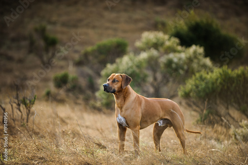 Rhodesian Ridgeback dog outdoor portrait standing in field