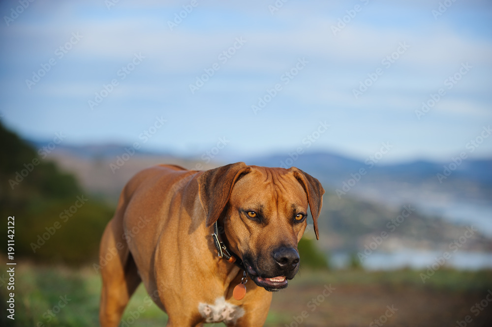 Rhodesian Ridgeback dog outdoor portrait walking on scenic path