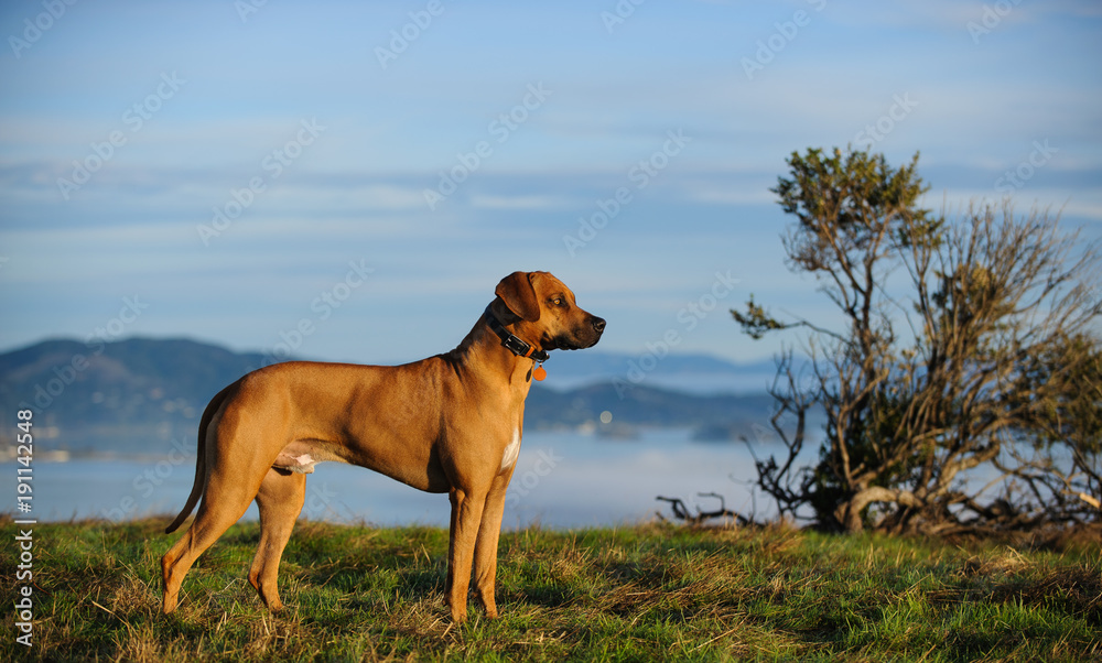 Rhodesian Ridgeback dog outdoor portrait standing in grass field with mountains