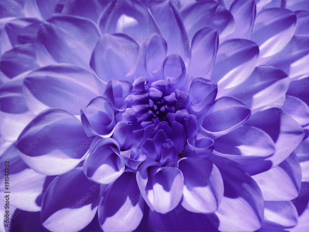 Macro flower violet dahlia. Background from a flower. Closeup. Nature. Macro flower violet dahlia. Background from a flower. Closeup. Nature.