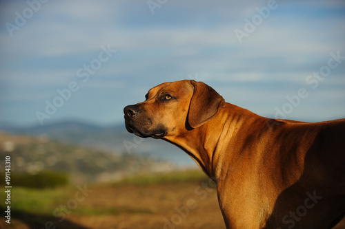 Rhodesian Ridgeback dog outdoor portrait in nature