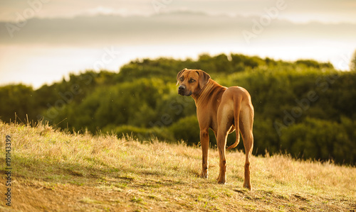 Rhodesian Ridgeback dog outdoor portrait standing on hillside overlooking water
