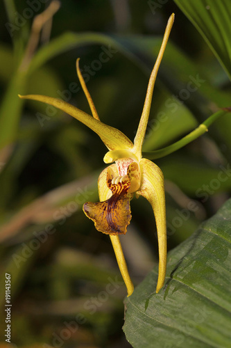 Dendrobium amplum, Orchid species. Durgapur village photo