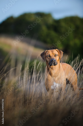 Rhodesian Ridgeback dog standing in field with long dry grass