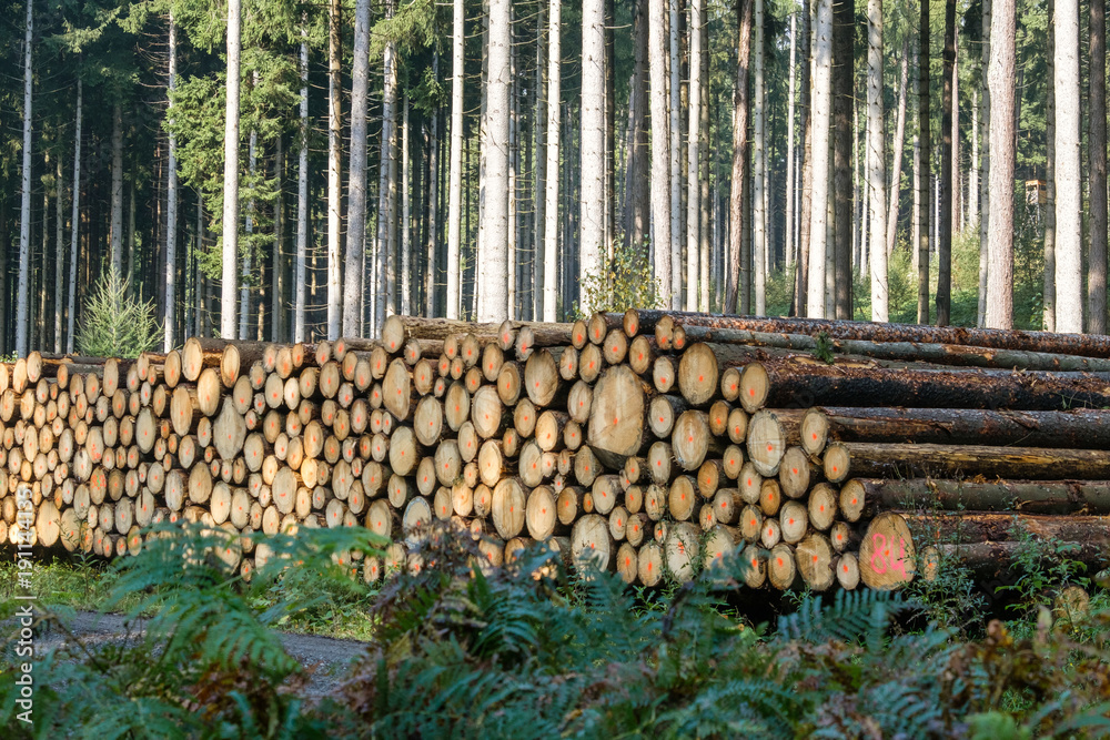Herbst im Nationalpark Harz Forstwirtschaft Holzpolter