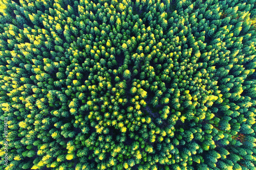 Aerial view of green forest photo