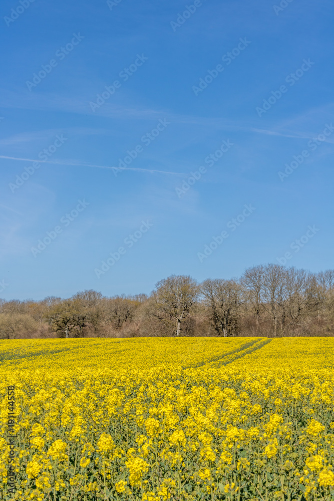 Cranborne Chase, Dorset, England Cranborne Chase, Dorset, England