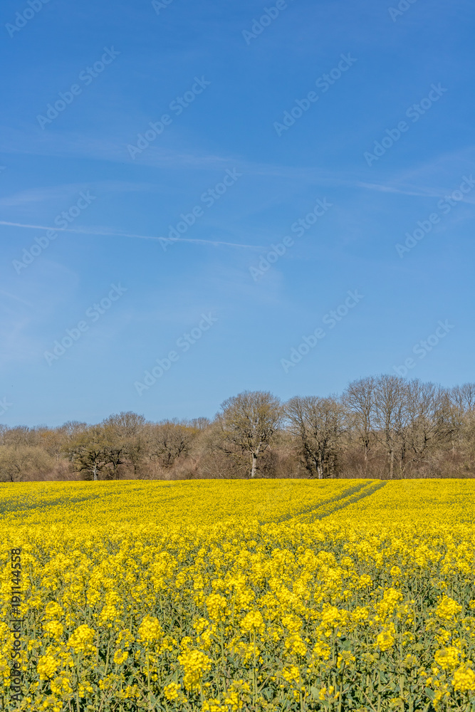 Cranborne Chase, Dorset, England