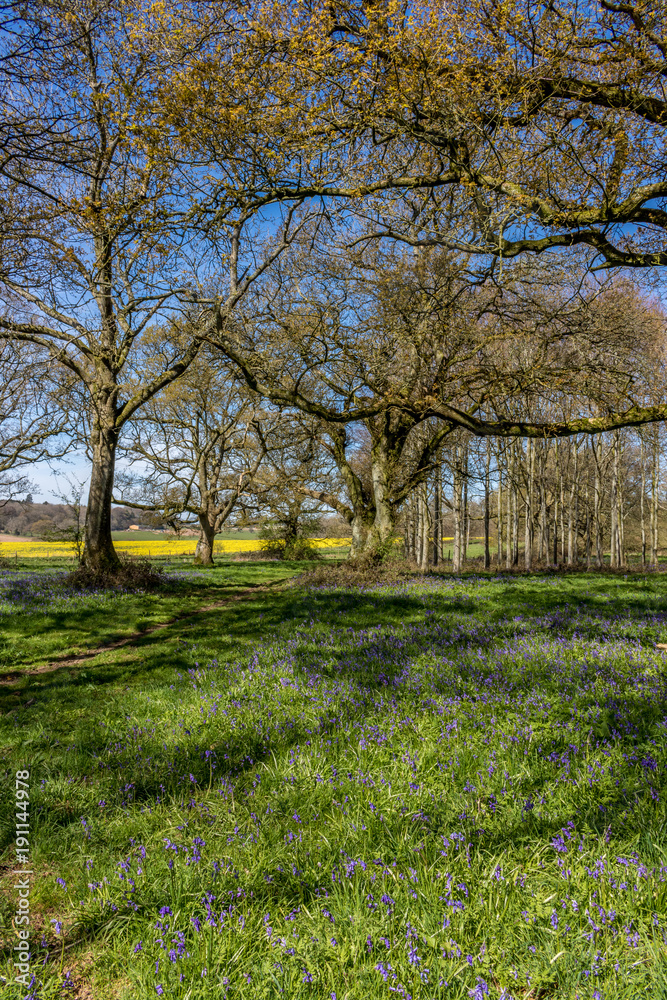 Cranborne Chase, Dorset, England