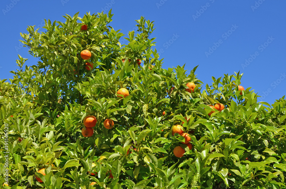 Top of the crown of an orange tree with ripe fruits against the blue sky
