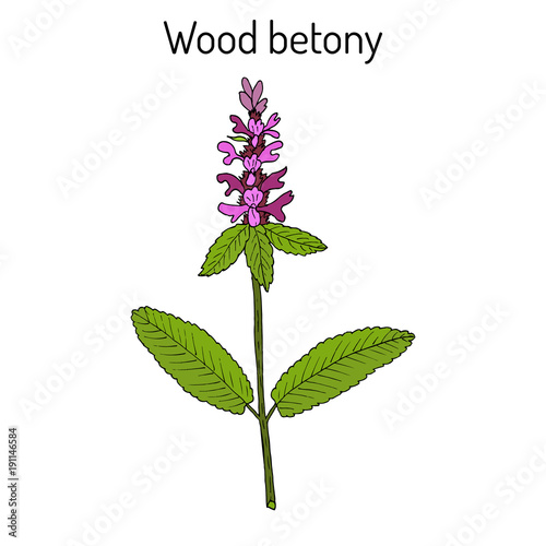 Wood betony Stachys officinalis , medicinal plant