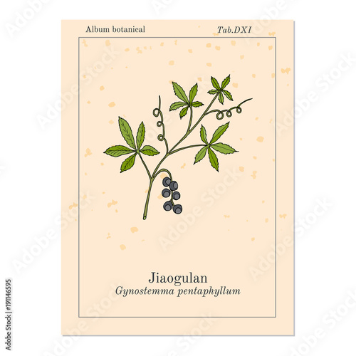 Jiaogulan Gynostemma pentaphyllum , medicinal plant