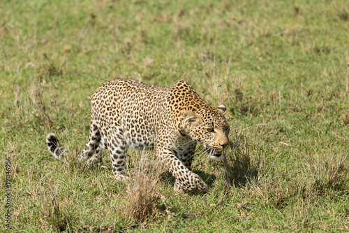 a leopard walks through the grasslands of the Maasai Mara, Kenya