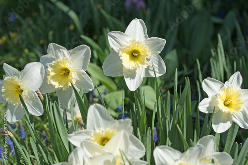 Fototapeta Naklejka Na Ścianę i Meble -  Weiße Narzissen, Narcissus