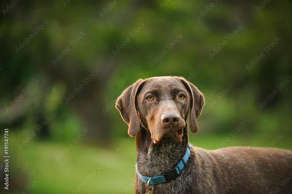 German Shorthair Pointer dog outdoor portrait against green