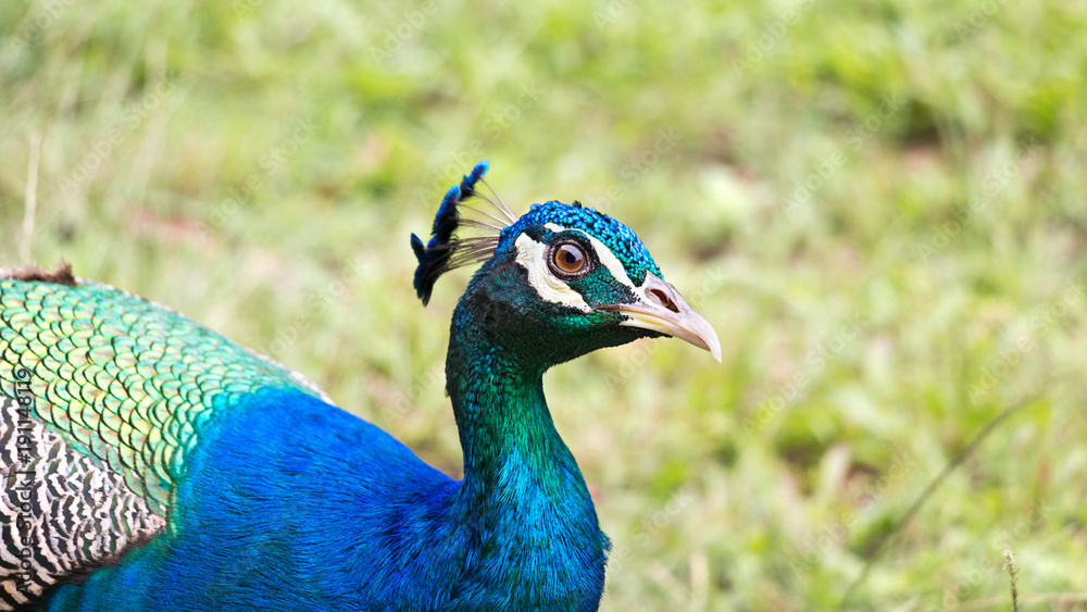 Peacock head closeup.