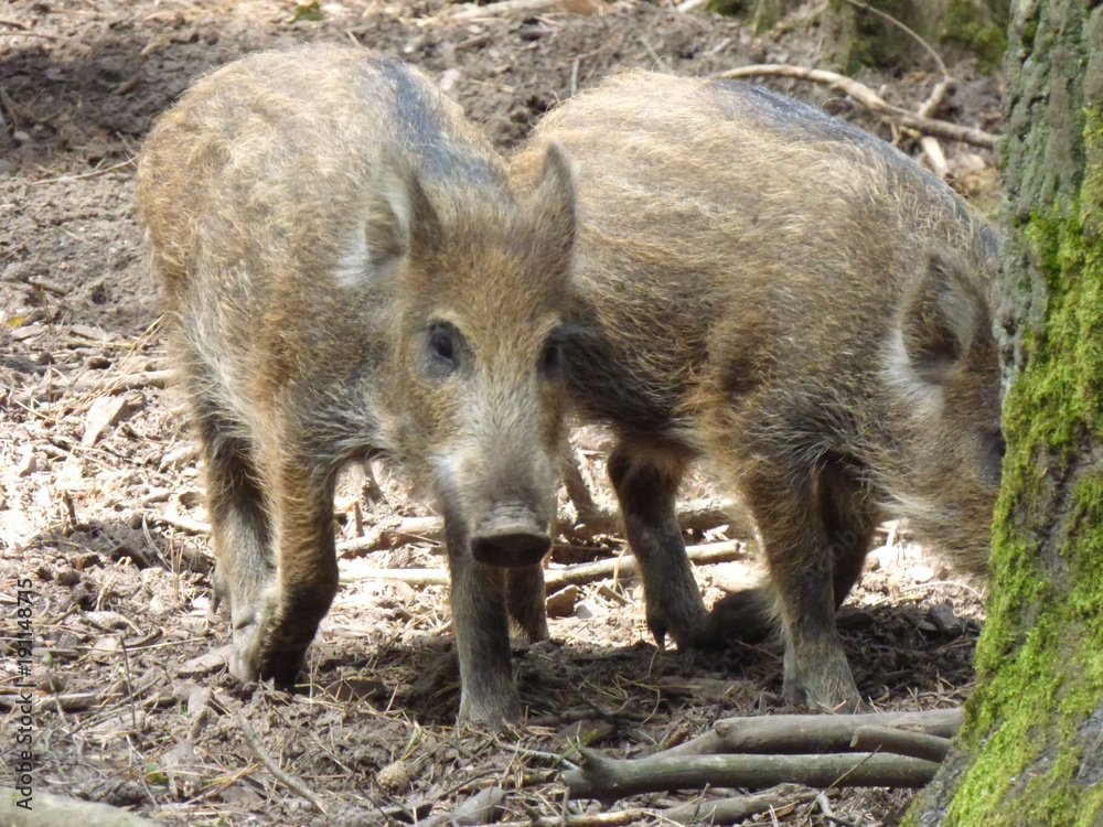 Wildschweine Wildschweine