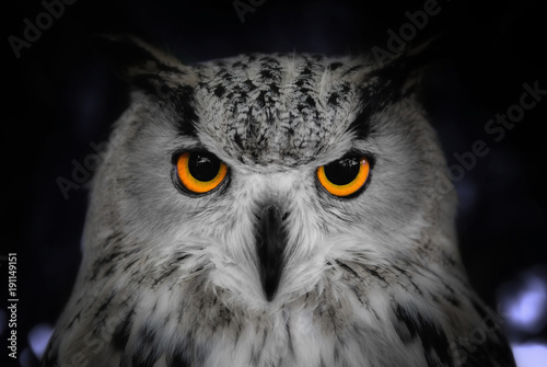 Head shot close up of wild owl in the night