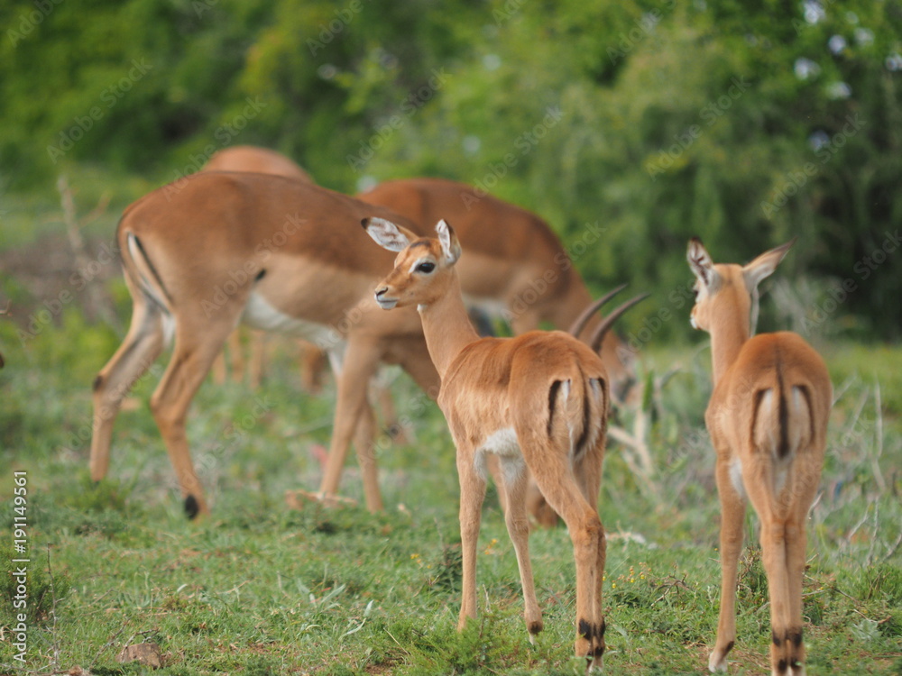 Impala Herde mit Jungen Impala Herde mit Jungen