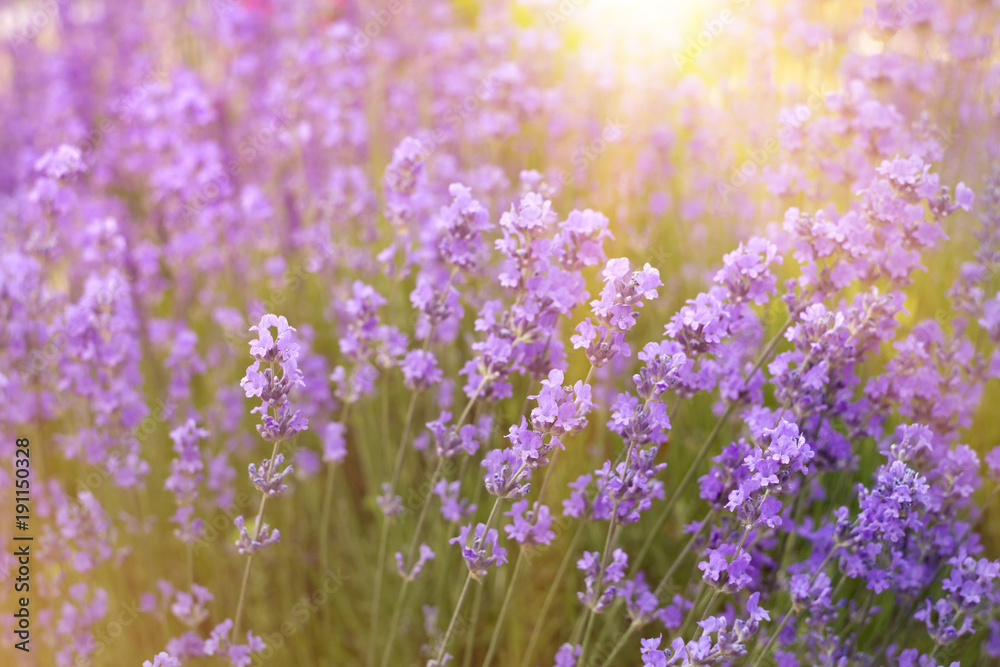 Obraz premium Flowers in the lavender fields in the Provence mountains. Lavender bushes closeup on evening light.