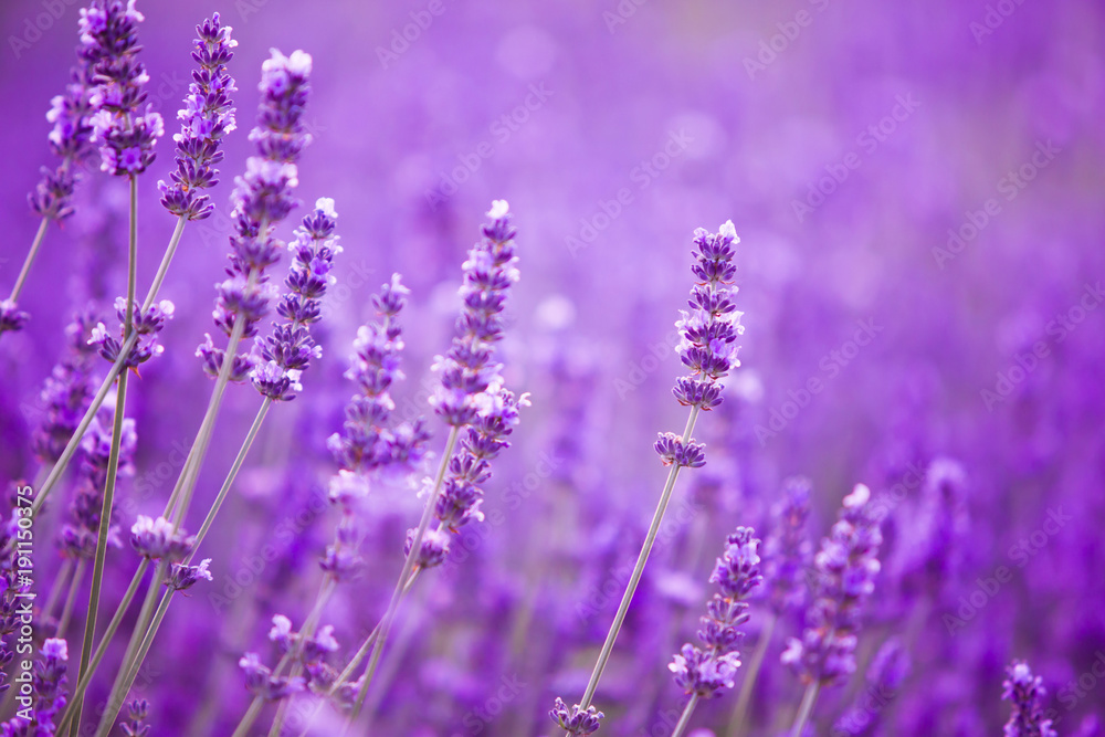 Flowers in the lavender fields in the Provence mountains. Flowers in the lavender fields in the Provence mountains.
