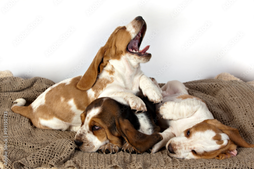 Three Basset hound puppies sleeping together one yawning