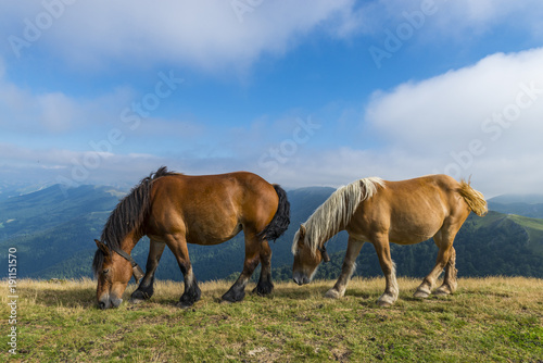 chevaux en liberté dans les estives (pâtures) dans les Pyrénées au col de Bagargui. © Alonbou