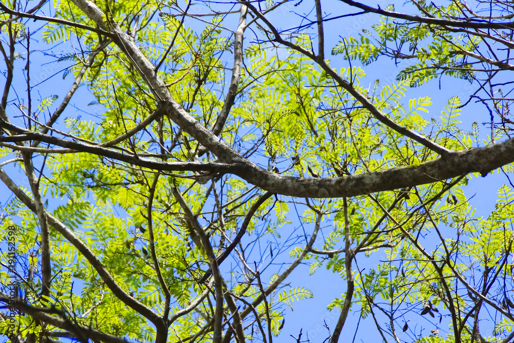 Green Leafs And Tree Branch Over The Bright Blue Sky Green Leafs And Tree Branch Over The Bright Blue Sky