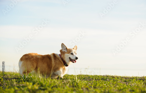Welsh Pembroke Corgi dog outdoor portrait standing in field