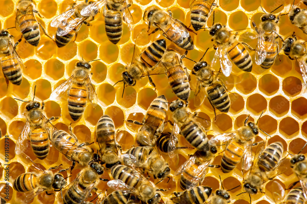 closeup of bees on honeycomb in apiary closeup of bees on honeycomb in apiary