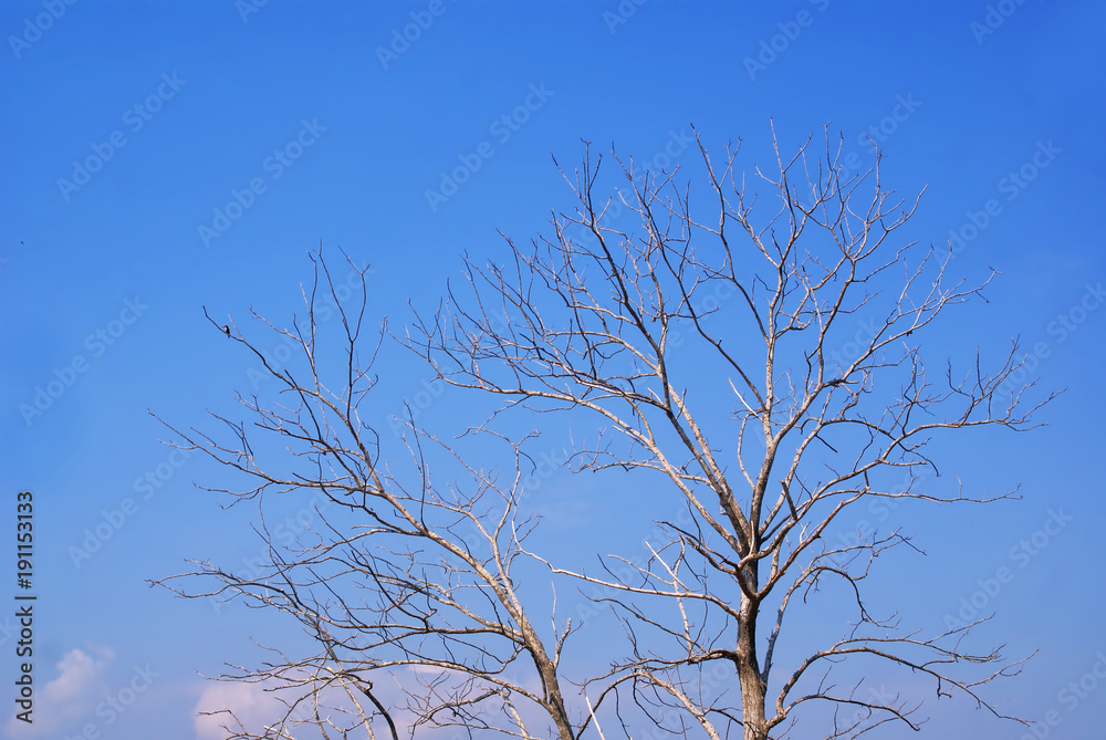 branches of tree and blue sky branches of tree and blue sky