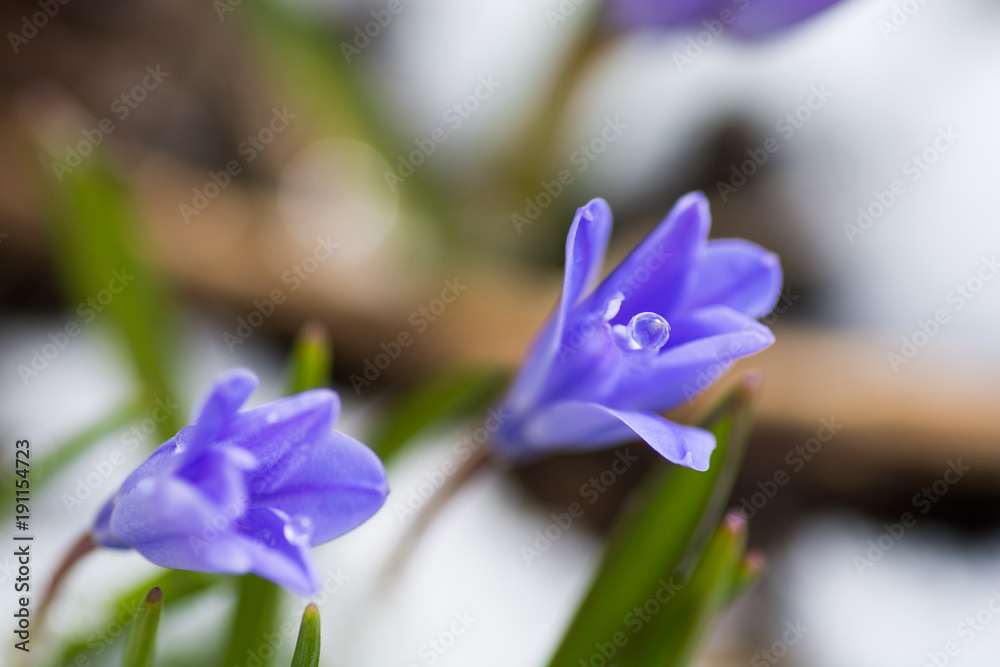 雪解けと紫色の花 雪解けと紫色の花