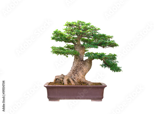 Bonsai tree Planted in the garden isolated on white background