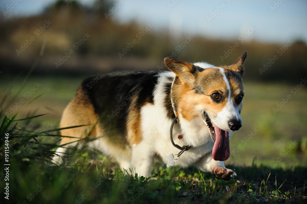 Welsh Pembroke Corgi dog outdoor portrait walking in field