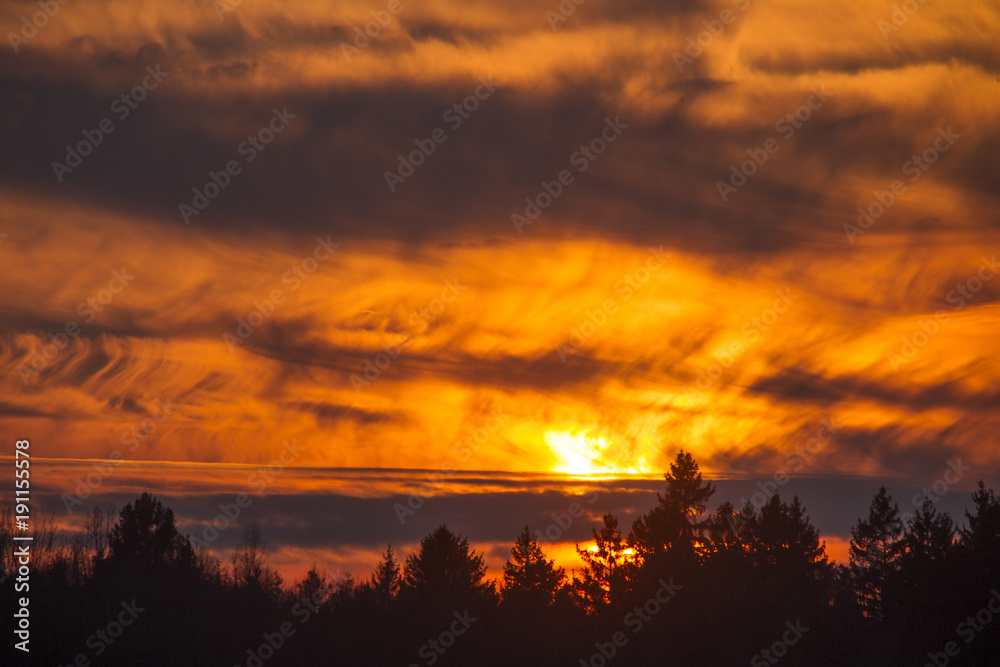 Fototapeta premium fiery sunset over the tops of pine forest