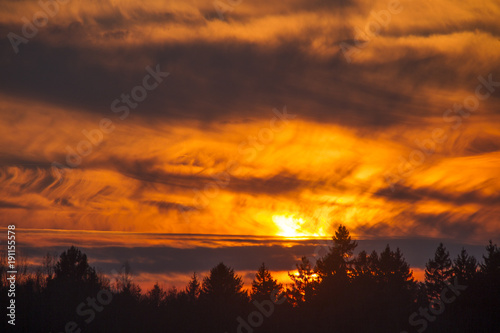 fiery sunset over the tops of pine forest