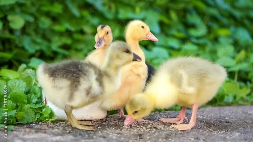 Cute domestic gosling and duckling eating grain, drinking water and walking in green grass, outdoor. Cute domestic gosling and duckling eating grain, drinking water and walking in green grass, outdoor.